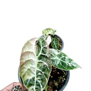 Alocasia Watsoniana Pink