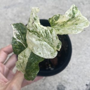 Amydium Medium Variegated
