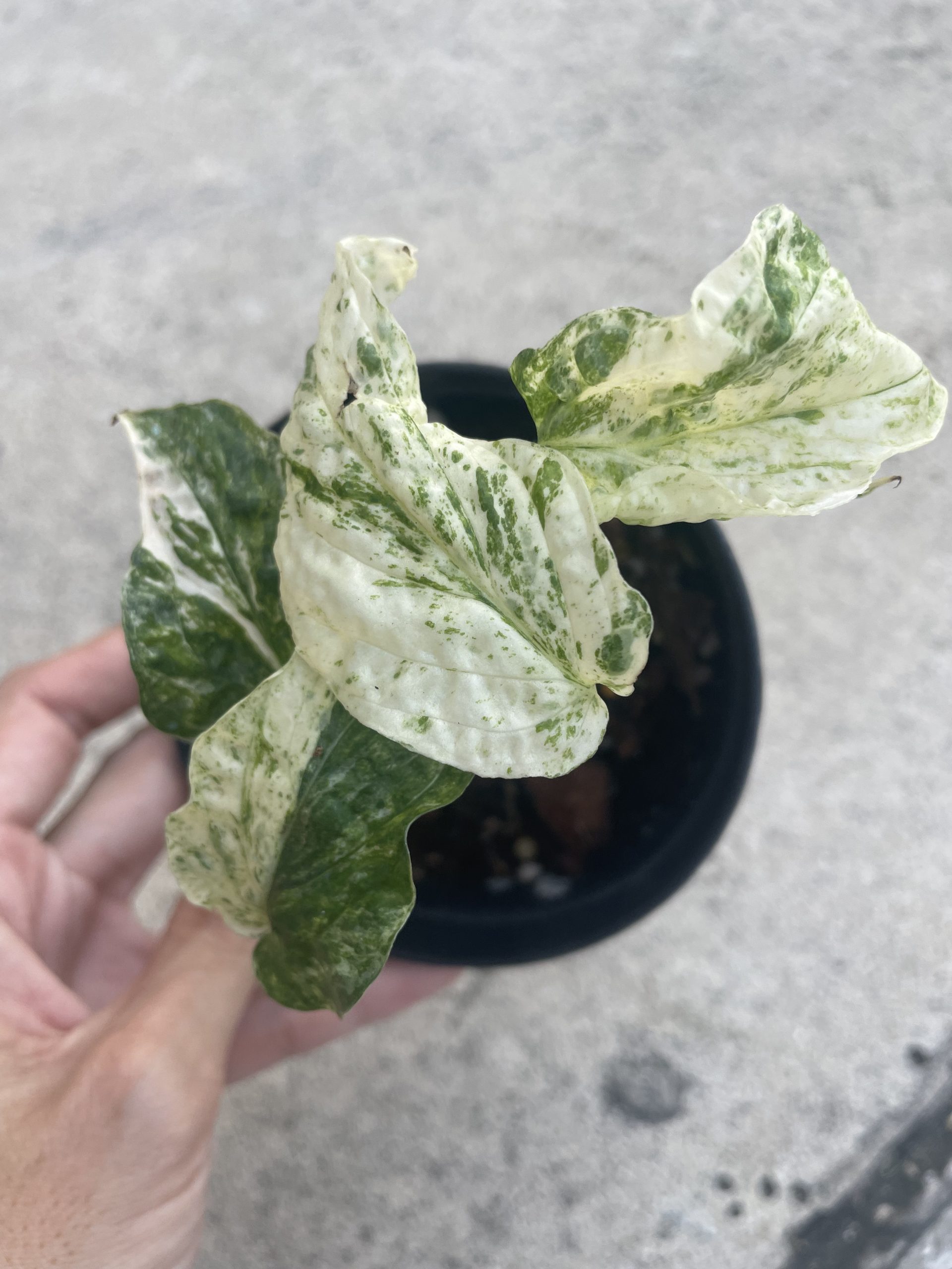 Amydium Medium Variegated