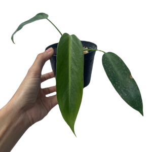 Philodendron Spiritus Sancti (small)
