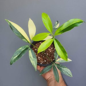 philodendron Goeldii