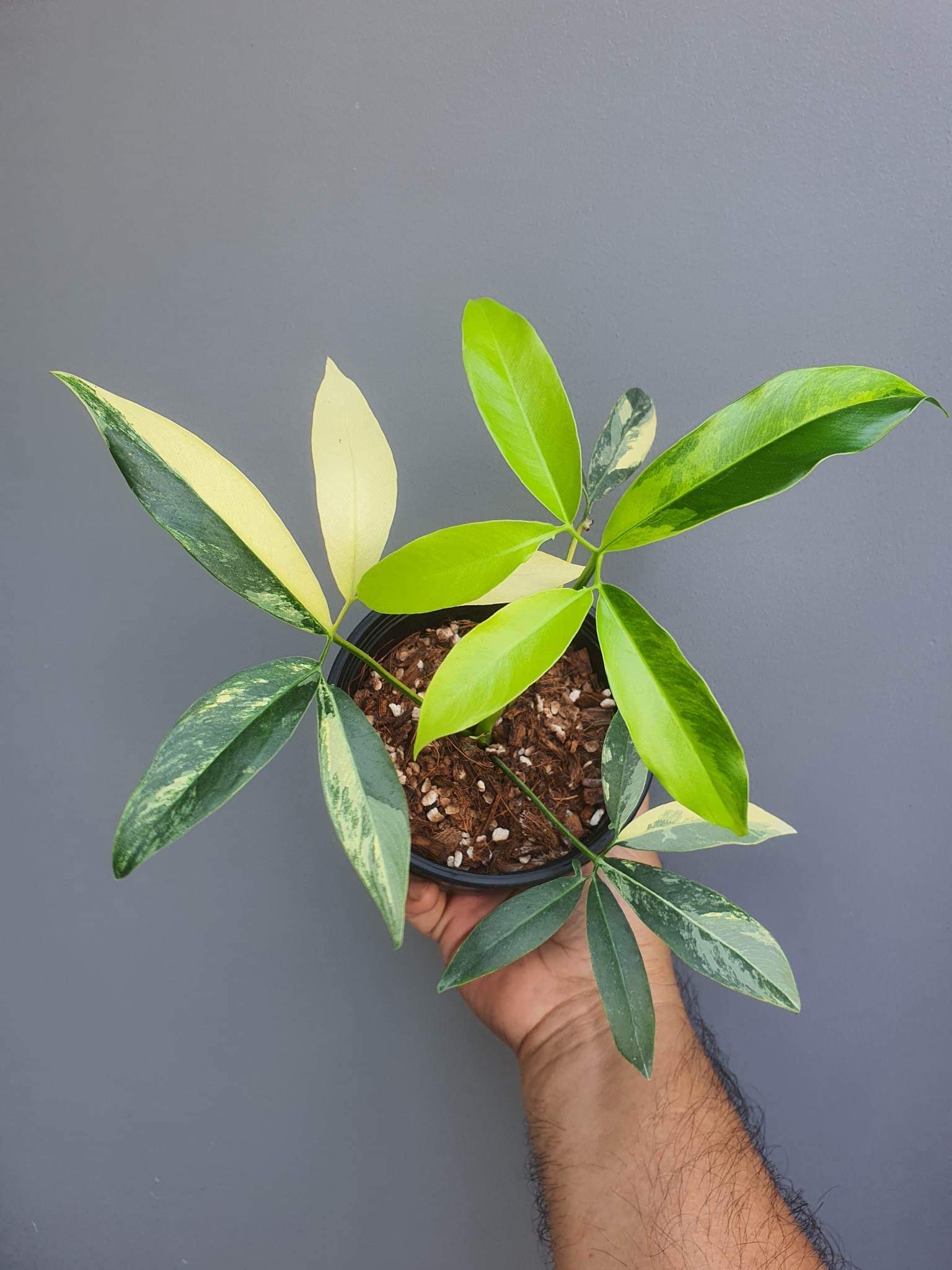 philodendron Goeldii
