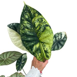 Alocasia Dragon scale Albo