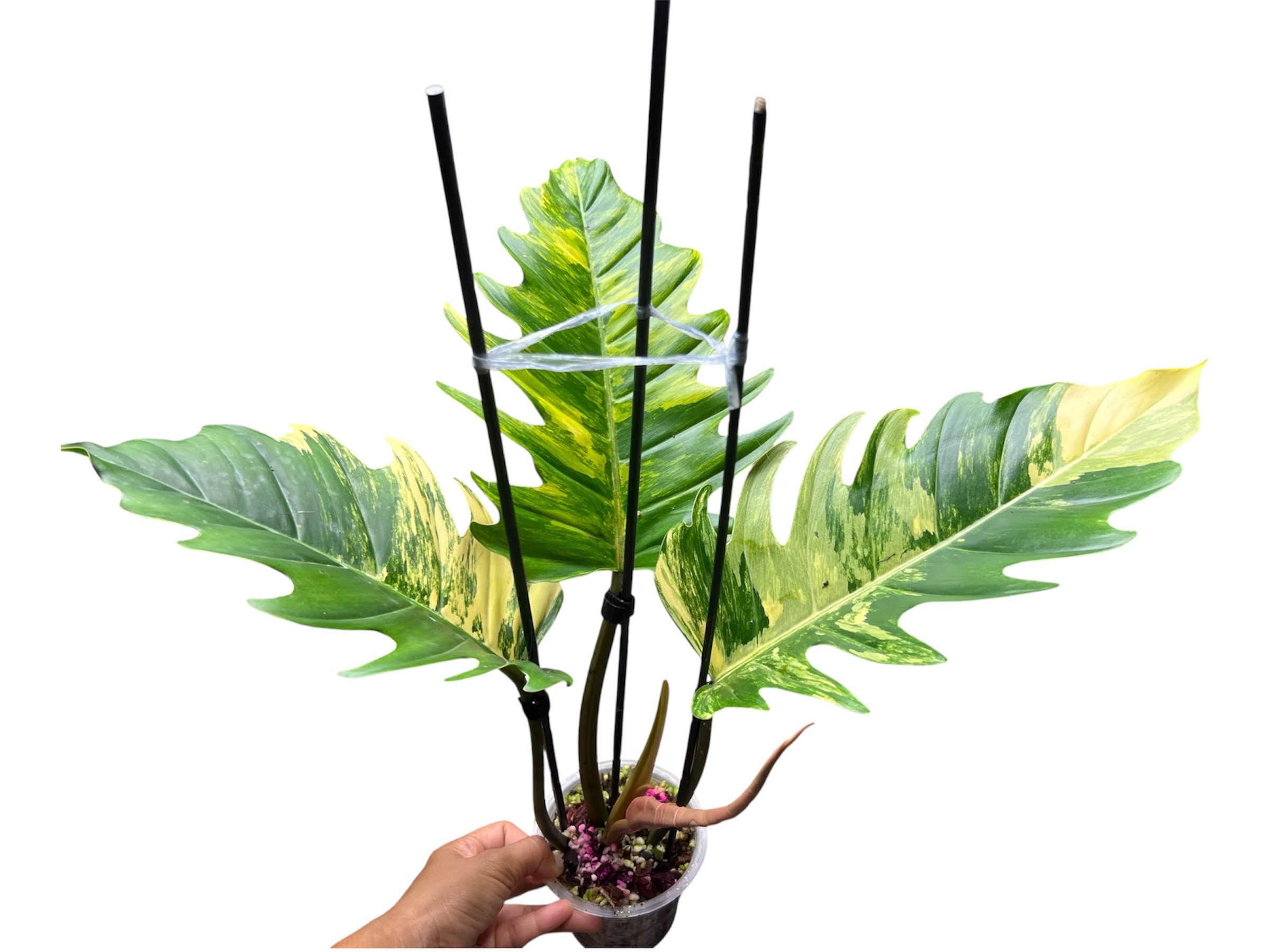 Philodendron Caramel - Image 4