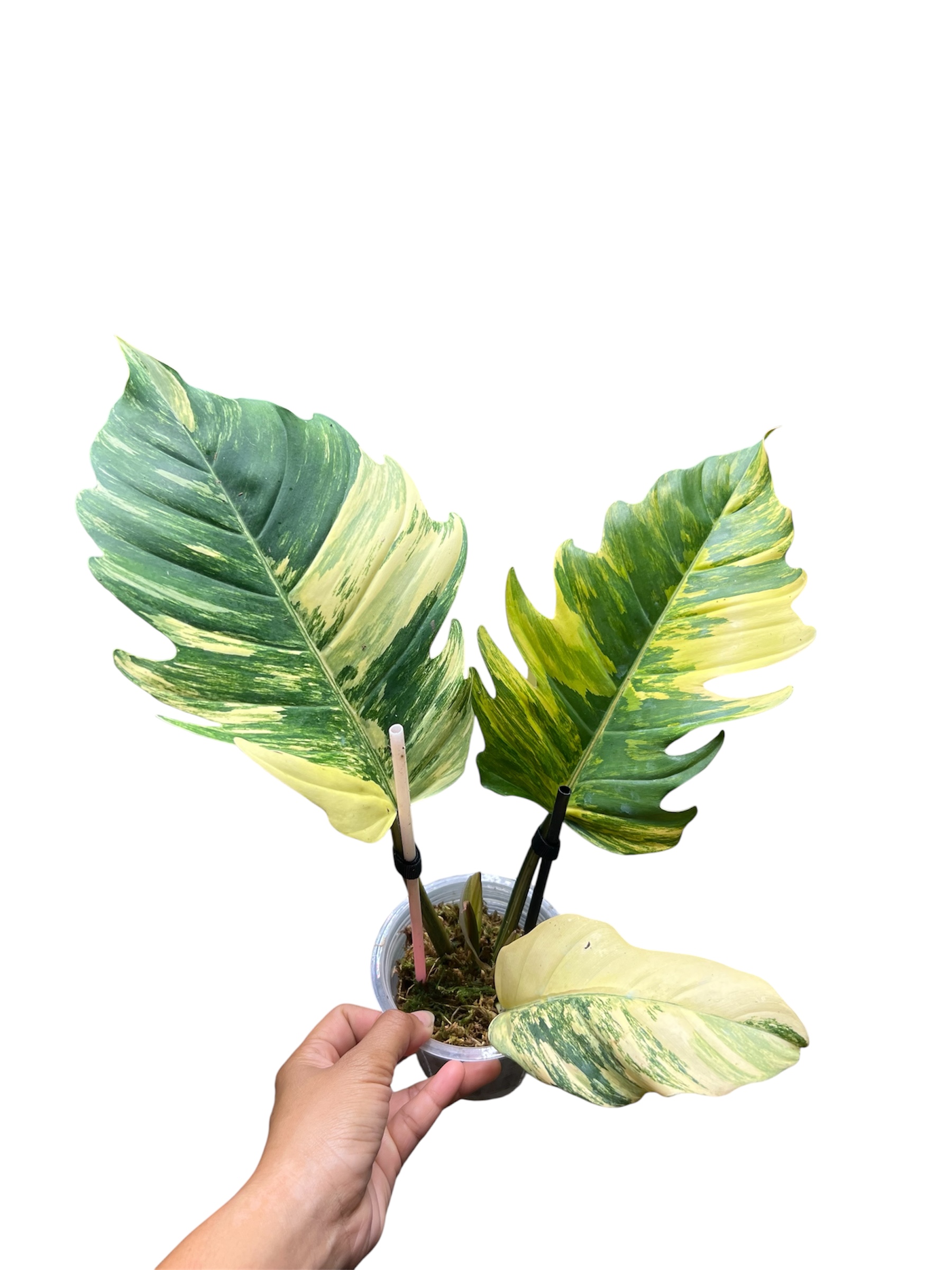 Philodendron Caramel - Image 3