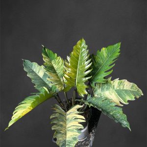 Philodendron Caramel