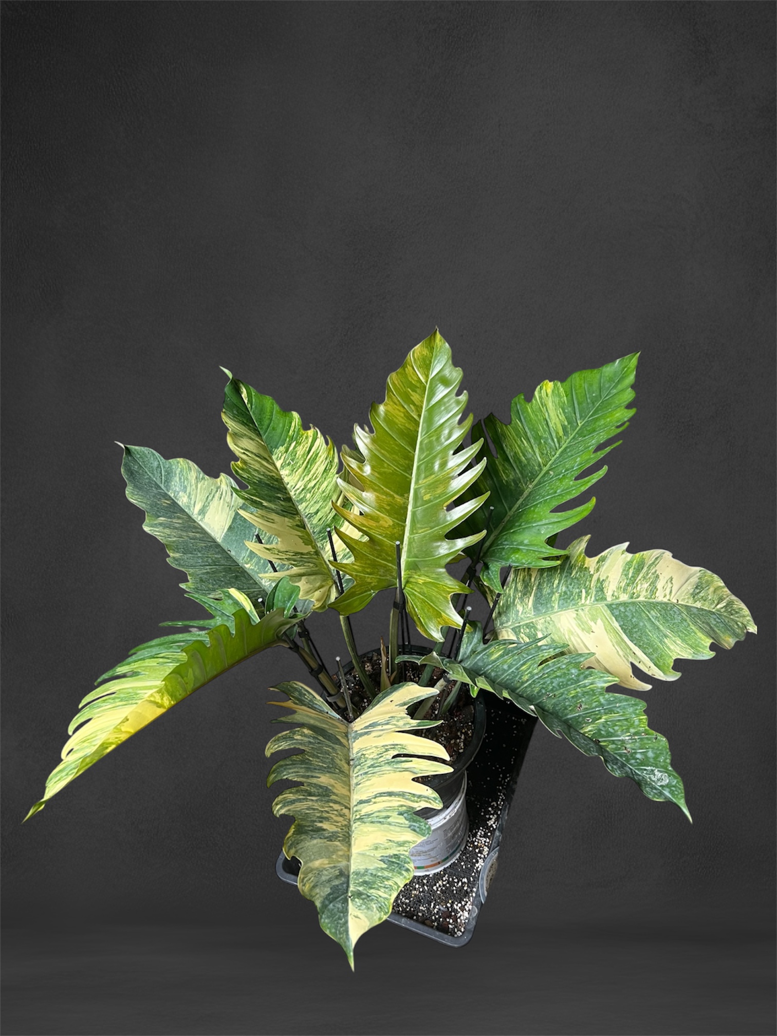 Philodendron Caramel