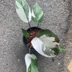 Philodendron Red Anderson