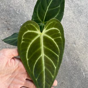 Anthurium Regale