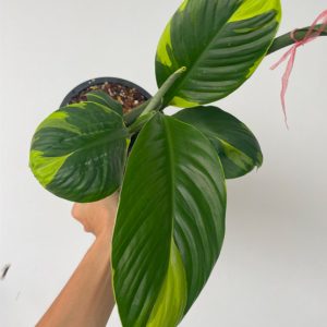 Spathiphyllum Aurea Variegated