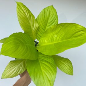 Spathiphyllum Golden Variegated