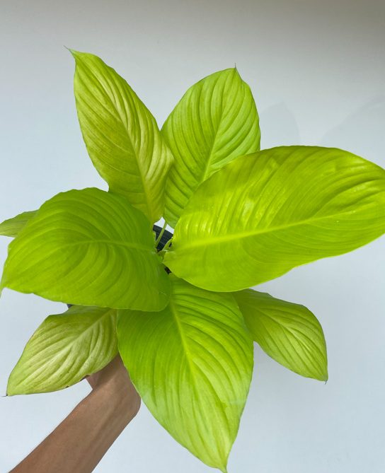 Spathiphyllum Golden Variegated