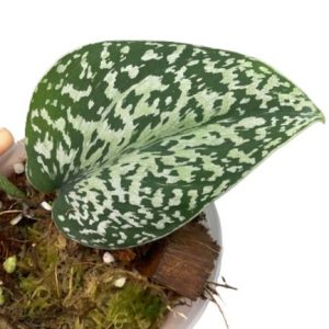 Scindapsus Snake Scale silver