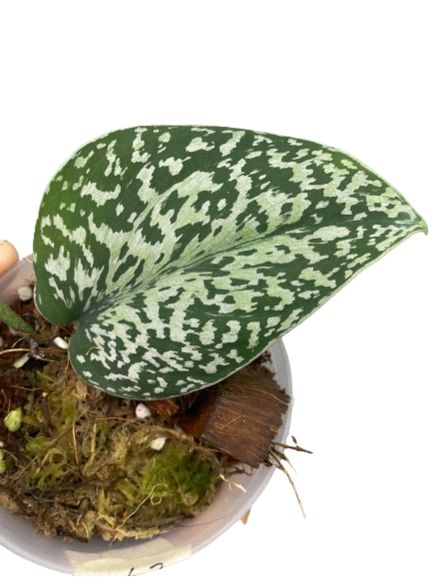Scindapsus Snake Scale silver