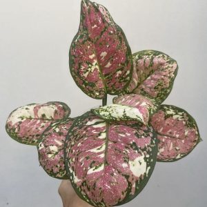 Aglaonema Tricolor Variegated