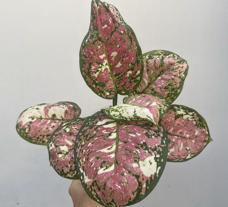 Aglaonema Tricolor Variegated