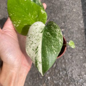 Monstera White Monster