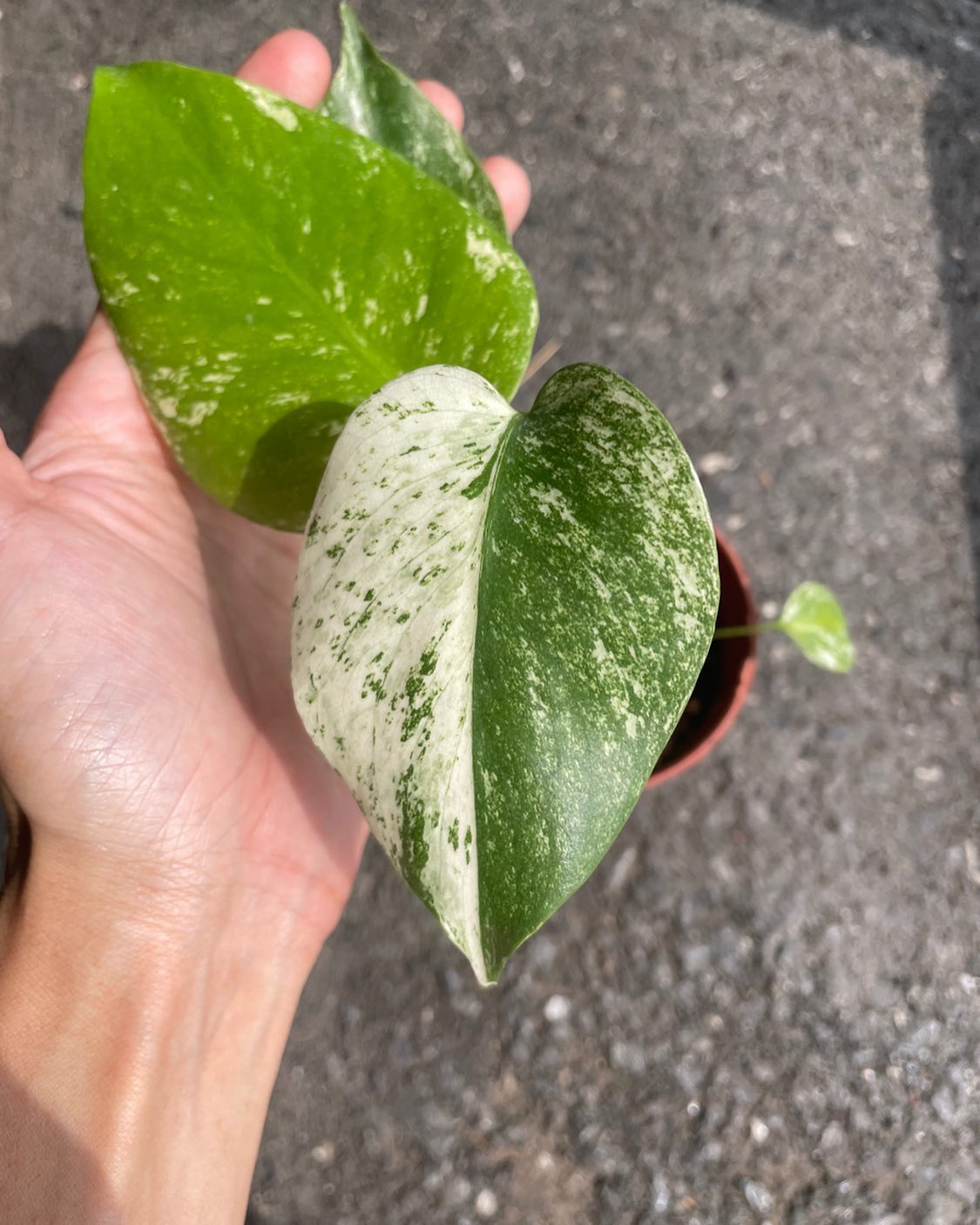 Monstera White Monster