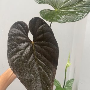Anthurium Moodeanum
