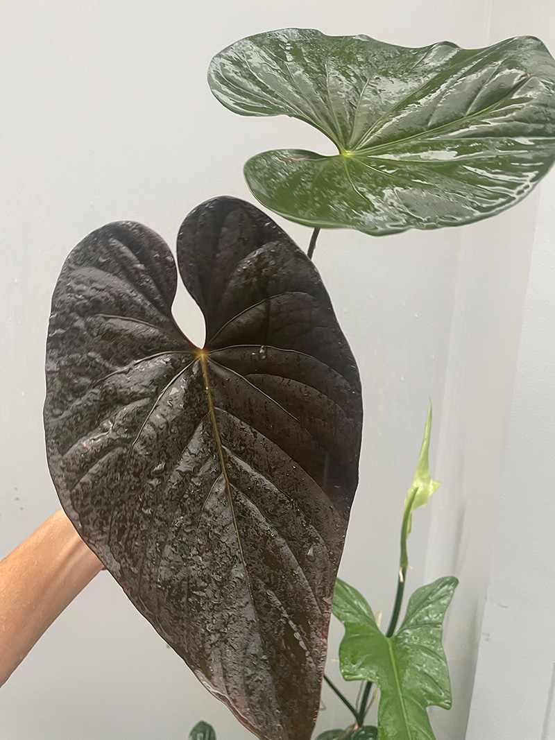 Anthurium Moodeanum