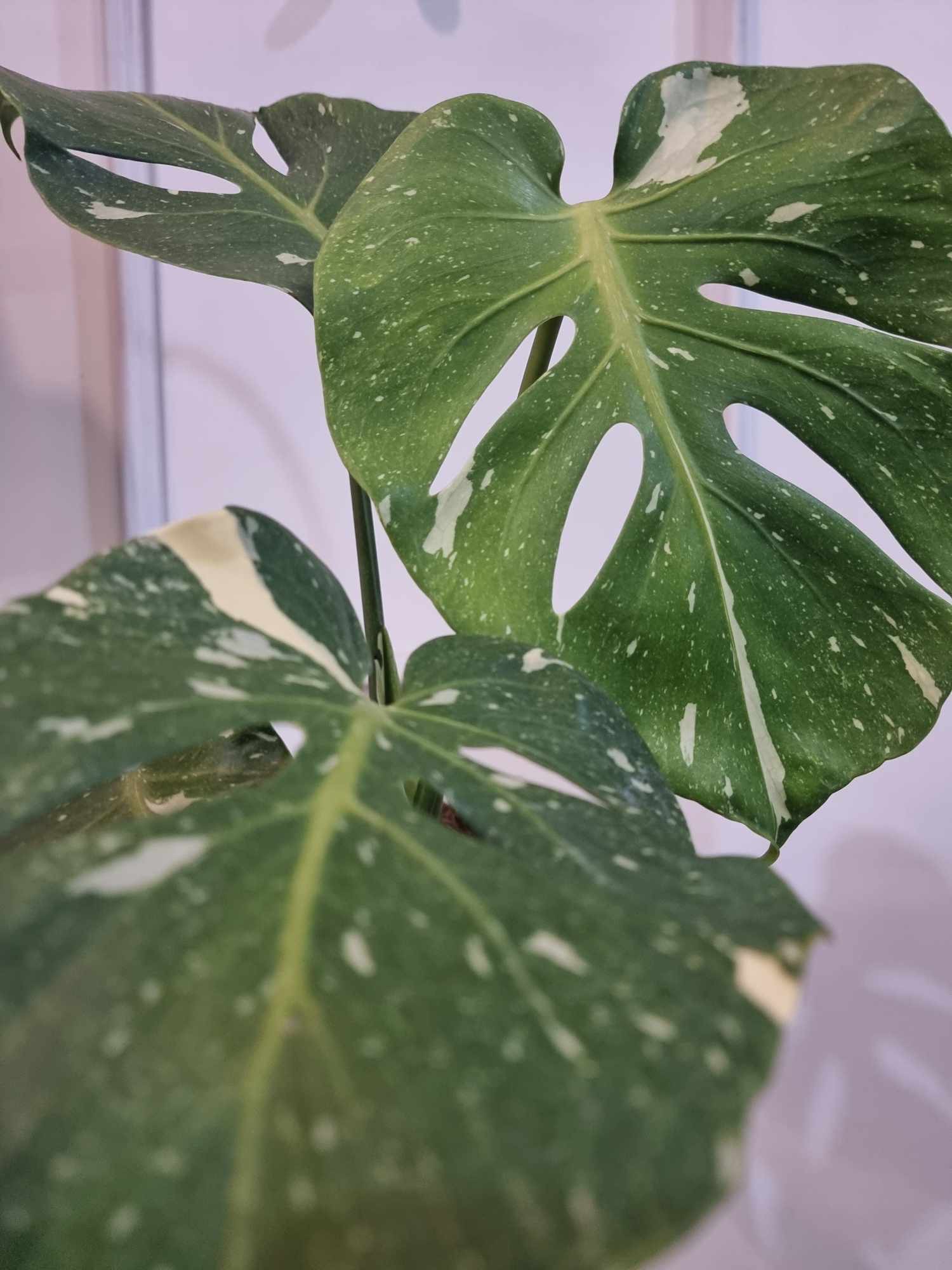 Monstera Fish Bone - Image 2