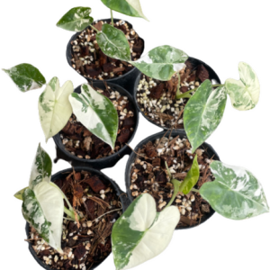 Alocasia Frydex