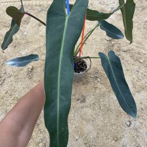 Philodendron Spiritus Sancti