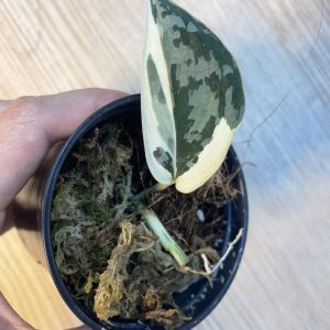 Scindapsus Mayari (stem)
