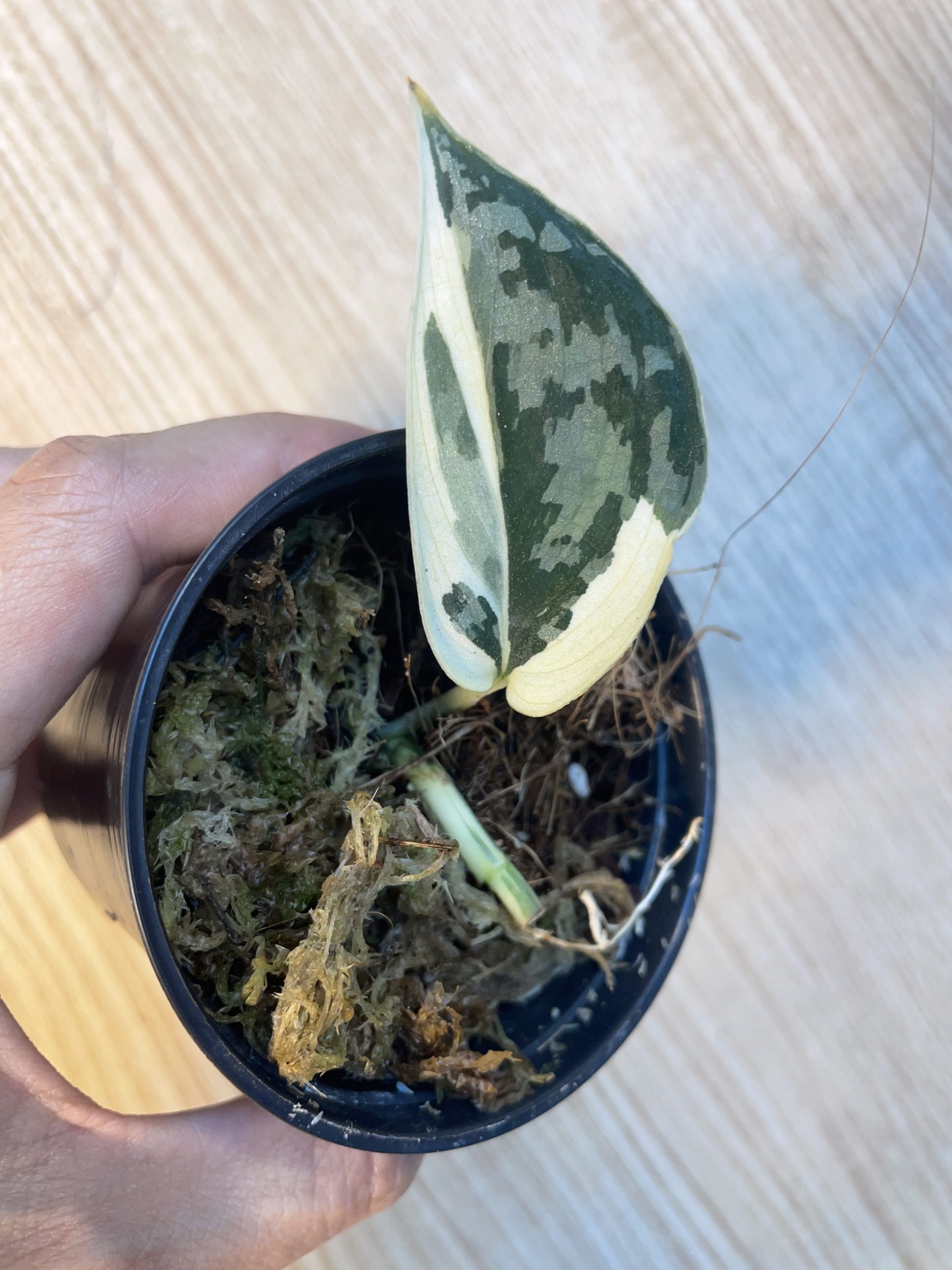 Scindapsus Mayari (stem)