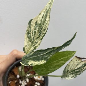 Amydium Zippelianum Variegated