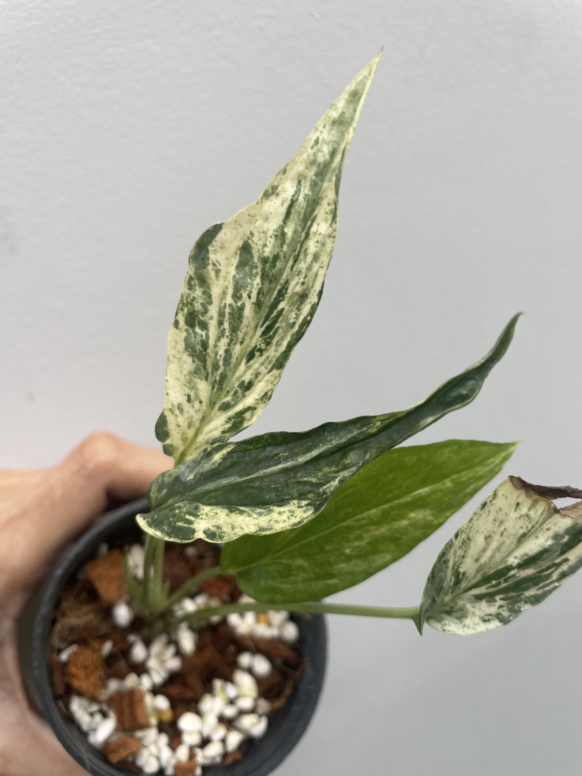 Amydium Zippelianum Variegated
