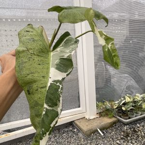 Philodendron Paraiso Verd Albo variegated