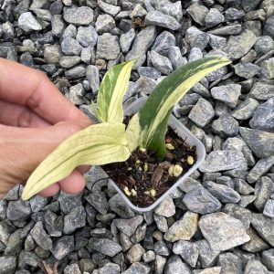Rhaphidophora Tenuis Aurea variegated