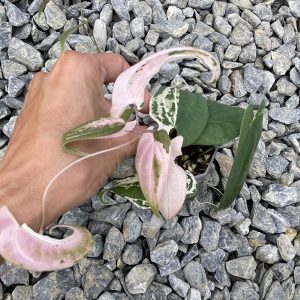 Dioscorea SP (Pink)