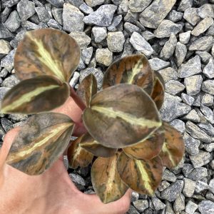 Peperomia Metalica variegated