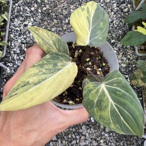 Philodendron Gloriosum Aurea Variegated
