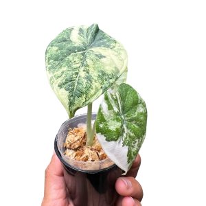 Alocasia Melo Albo Variegated