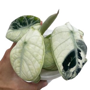 Alocasia Ninja Albo Variegated