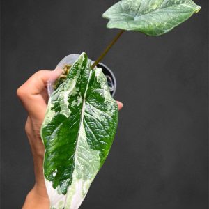 Alocasia Scalbrum Albo variegated