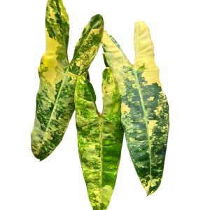 Philodendron Billietiae Variegated