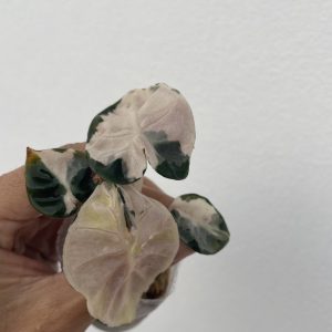 Alocasia Heart Ballon Pink Variegated