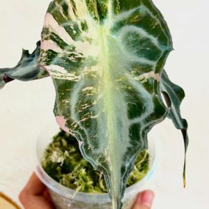 Alocasia Venom Pink TC