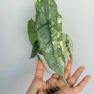 Alocasia Dragon Breath Albo Corm