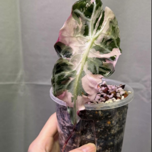 Alocasia Venom true Pink