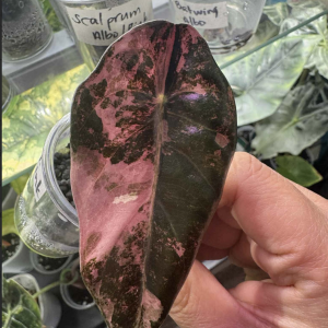 Alocasia Sedenii Pink Variegated