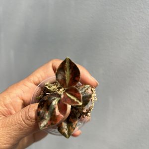 Peperomia metallica orange