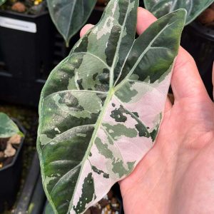 Alocasia Black Satun Pink